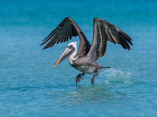 Brown Pelican in Flight Taking Off from the Ocean