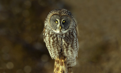 Chouette Lapone Hibou Canada