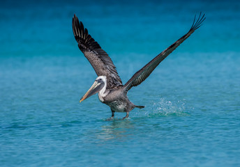 Brown Pelican in Flight Taking Off from the Ocean