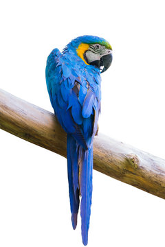 macow bird