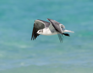 Fototapeta na wymiar Laughing Gull Standing in Flight over Ocean