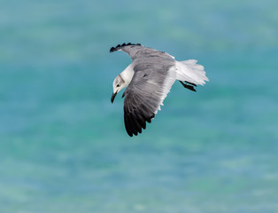 Fototapeta na wymiar Laughing Gull in Flight Over Ocean