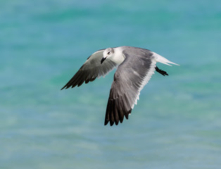Laughing Gull Standing in Flight over Ocean