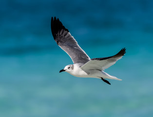 Laughing Gull Standing in Flight over Ocean
