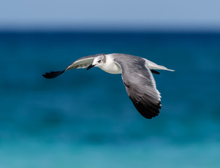 Laughing Gull in Flight on Blue Sky