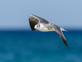 Laughing Gull in Flight on Blue Sky