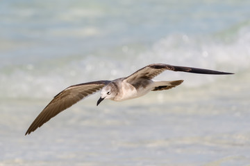 Laughing Gull Standing in Flight over Ocean