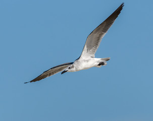Laughing Gull Standing in Flight on Blue Sky