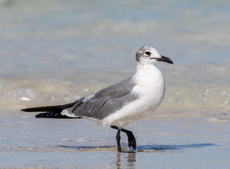 Laughing Gull Portrait