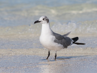 Laughing Gull Portrait