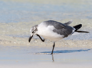 Laughing Gull Portrait