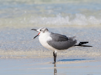 Laughing Gull Portrait