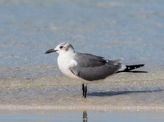 Laughing Gull Portrait