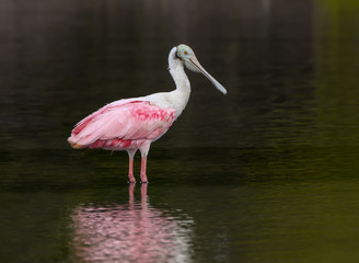  Roseate Spoonbill Foraging