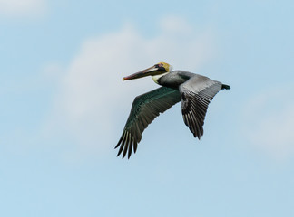 Brown Pelican in Flight