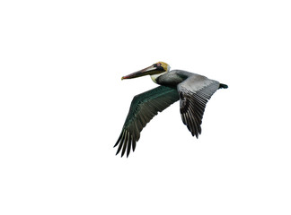 Brown Pelicans in Flight on White Background, Isolated