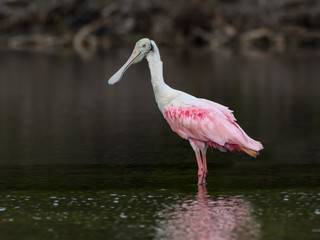 Roseate Spoonbill 