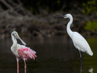 Roseate Spoonbill and Little Egret