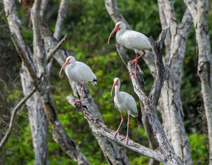 American White Ibises Perched in Trees