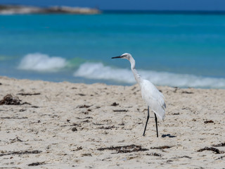  Reddish Egret Immature Standing on the Beach