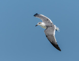 Laughing Gull in Flight Over Ocean on Blue Sky