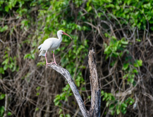 American White Ibis