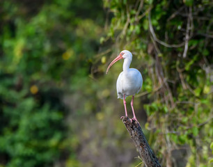 American White Ibis