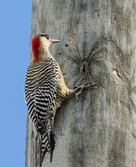West Indian Woodpecker