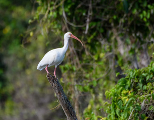 American White Ibis