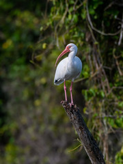 American White Ibis
