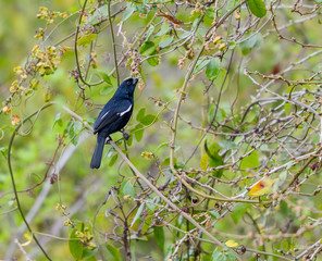 Cuban Bullfinch