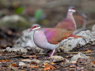 Ruddy Quail-dove