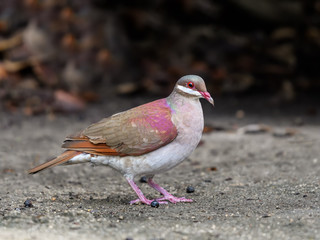 Ruddy Quail-dove