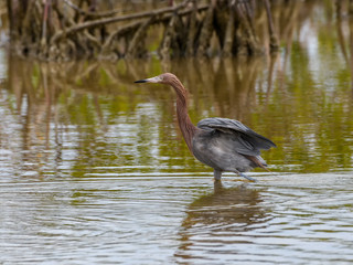 Reddish Egret Foraging