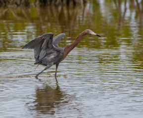 Reddish Egret