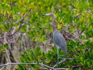 Reddish Egret