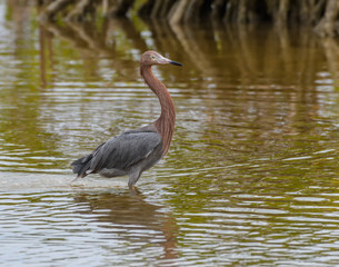 Reddish Egret
