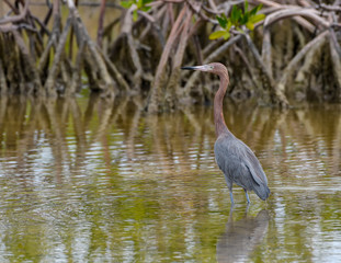 Reddish Egret