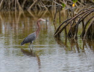 Reddish Egret