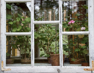 White window frame with old times geranium flowers and flower pots on the window sill reflecting nearby forest with pine trees. 