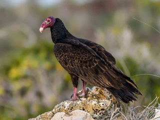 Turkey Vulture Resting on the Rock