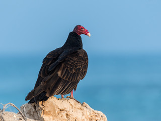 Turkey Vulture Portrait