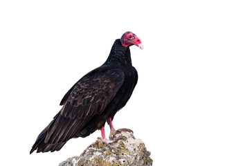 Turkey Vulture on White Background, Isolated