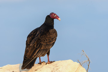 Turkey Vulture Resting on the Rock
