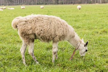 Alpaka auf einer Wiese