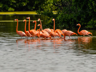 Obraz premium American Flamingos Resting and Foraging on the Pond