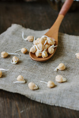 Chickpea sprouts on a wooden spoon over fabric material.