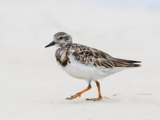 Ruddy Turnstone Foraging on the Beach, Portrait