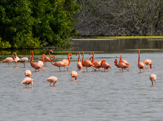 American flamingos Resting and Foraging on the Pond