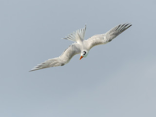 Royal Tern in Flight  
